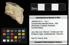 Foto (Objekt + Etiketten) von Goniodromites bidentatus (Reuss, 1858) 